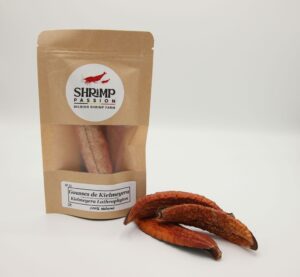 Gousses de Kielmeyera (3p)