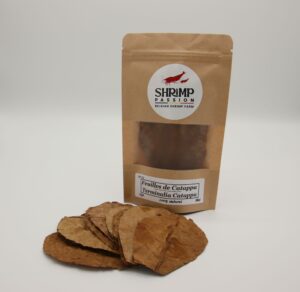 Feuilles de Catappa S  7/10cm (10p)