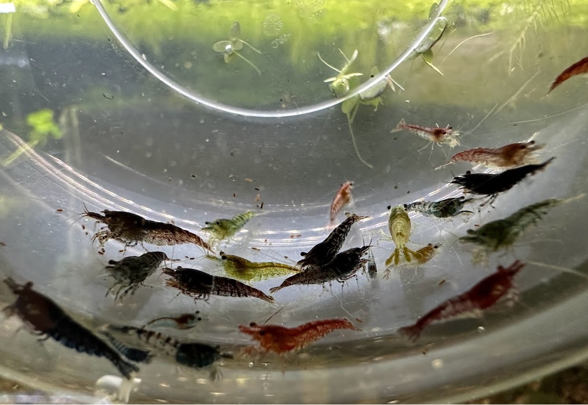 Davidi - Déclassé Couleur Mixte