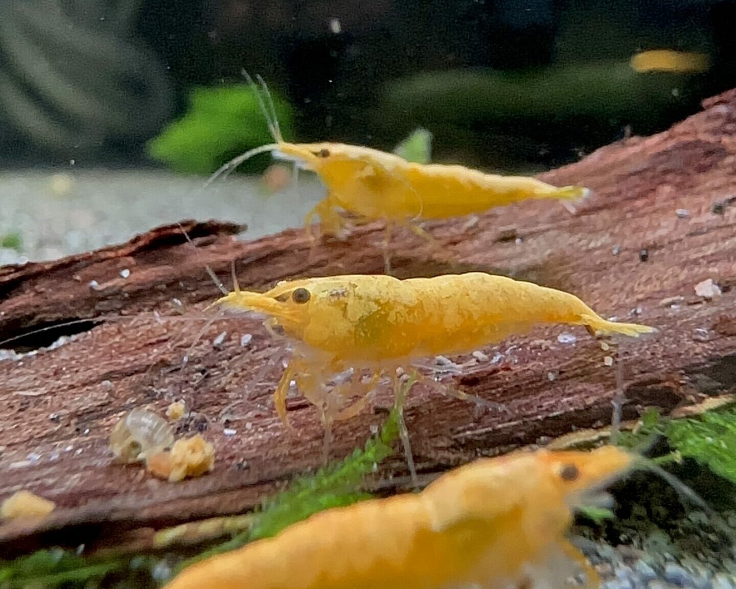 Davidi - Sunkist Gold Powder