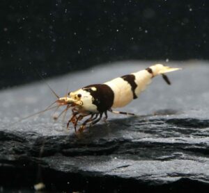 Crystal Black - CBS (Grade - SSS)