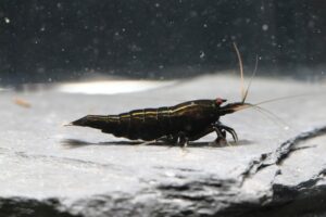 King Kong Black (Grade SS-SSS)