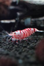 Fancy Tiger Red (Selection)