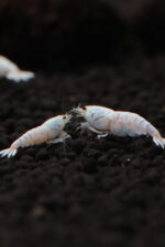 Snow White (Grade SS-SSS)