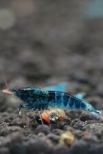 Crazy Blue (Medium Grade)