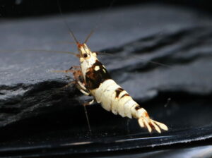 Crystal Black CBS - Half Moon (Grade - SSS)