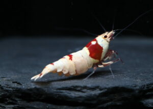 Crystal Red CRS - Half Moon (Grade SSS)