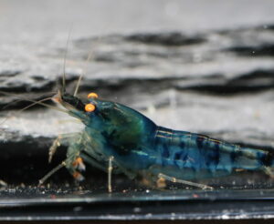 Dragon Blood Deep Blue OE