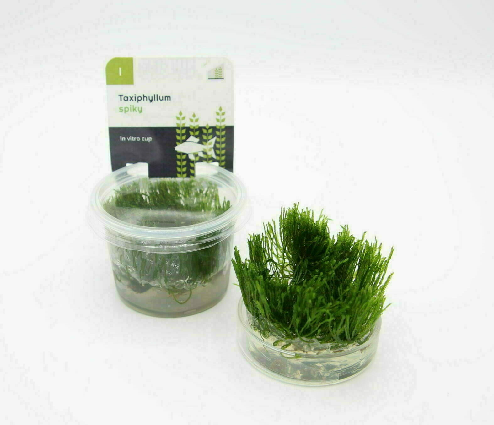 Taxiphyllum - Spiky