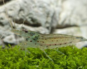 Amano - Caridina Japonica Multidentata (M-L)