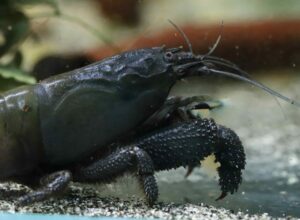 Crevette Bleu du Gabon - Atya Gabonensis