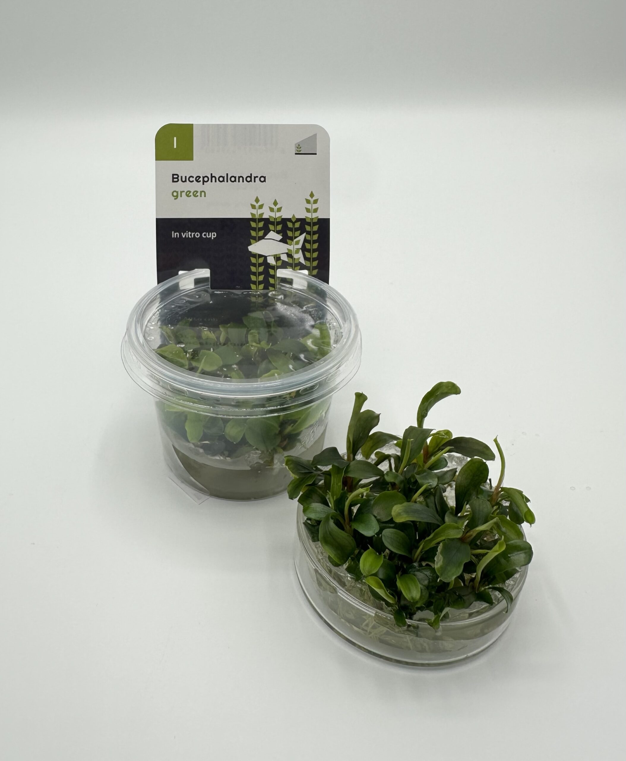 Bucephalandra Green