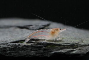 Amano - Caridina Typus (M)