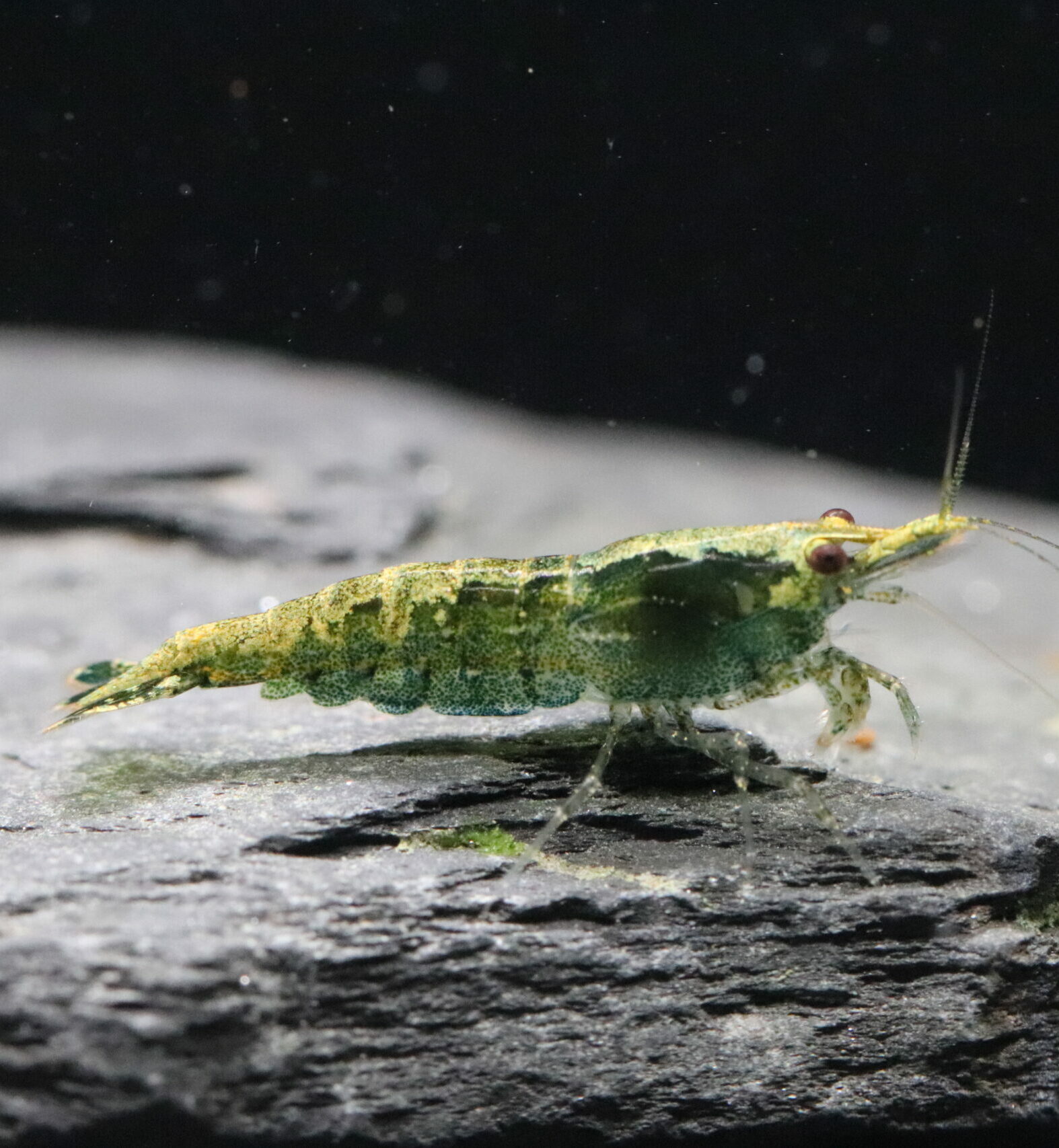 Davidi - Green Fire – Image 2