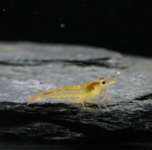 Davidi - Yellow Lite