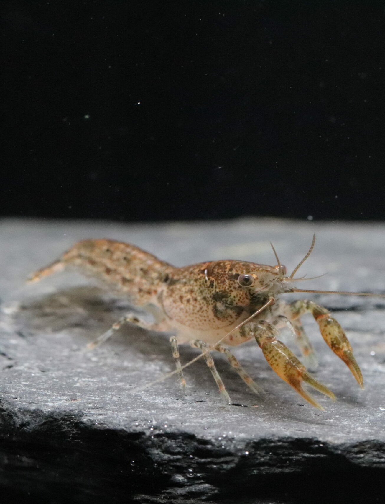 Ecrevisse Naine - Cambarellus Shufeldtii