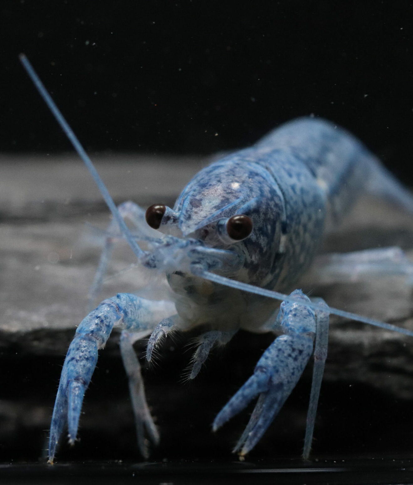 Procambarus Alleni Blue - Taille Mixte