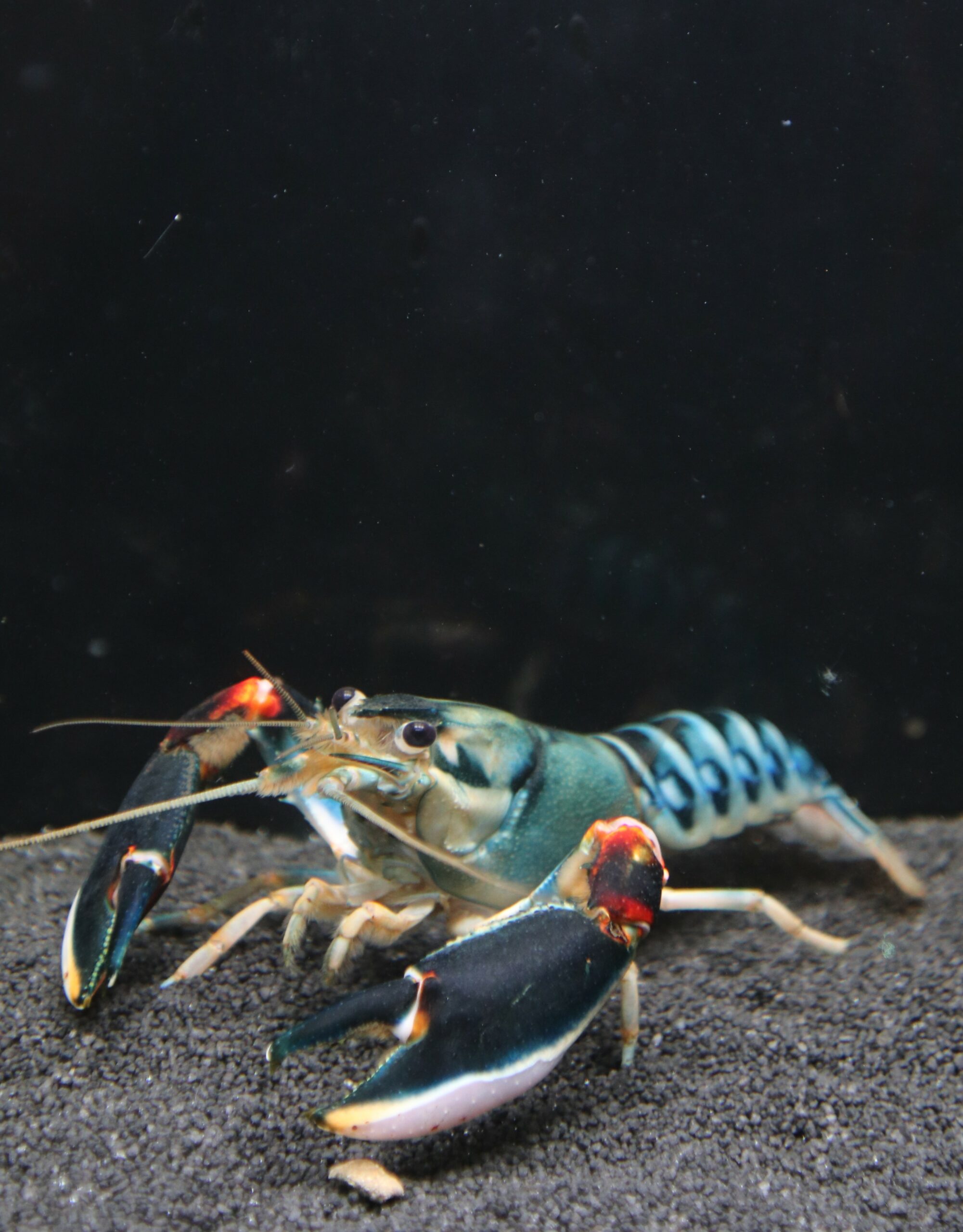 CHERAX NIGLI (L 10-12cm) RARE!