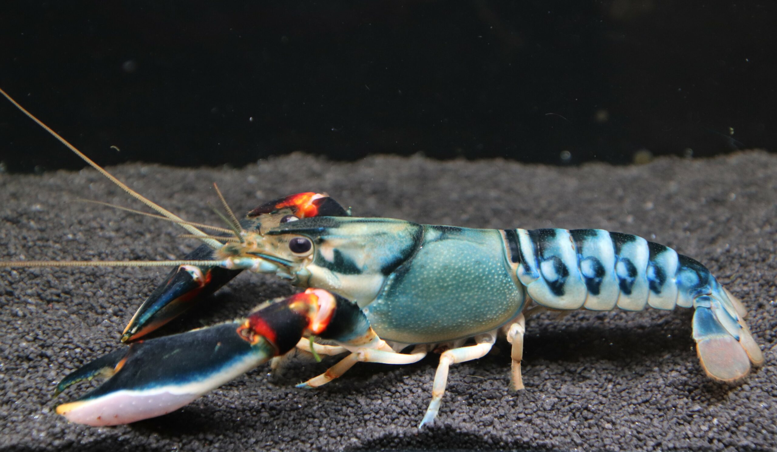 CHERAX NIGLI (L 10-12cm) RARE! – Image 2