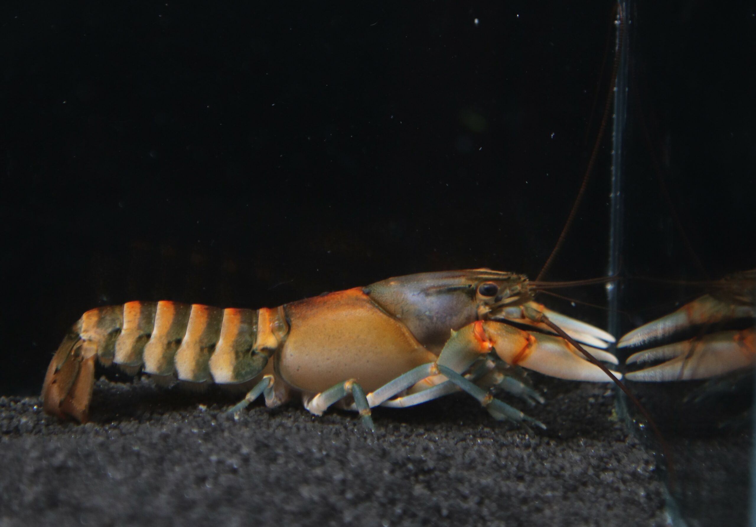 CHERAX PECKNYI (L 8-10cm) – Image 2