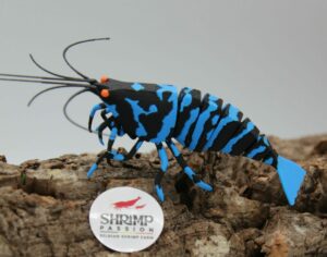 3D Deluxe - Blue Tiger OE