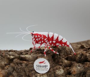 3D Deluxe  - Red Snowflake