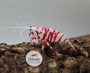 3D Deluxe - Red Fancy Tiger