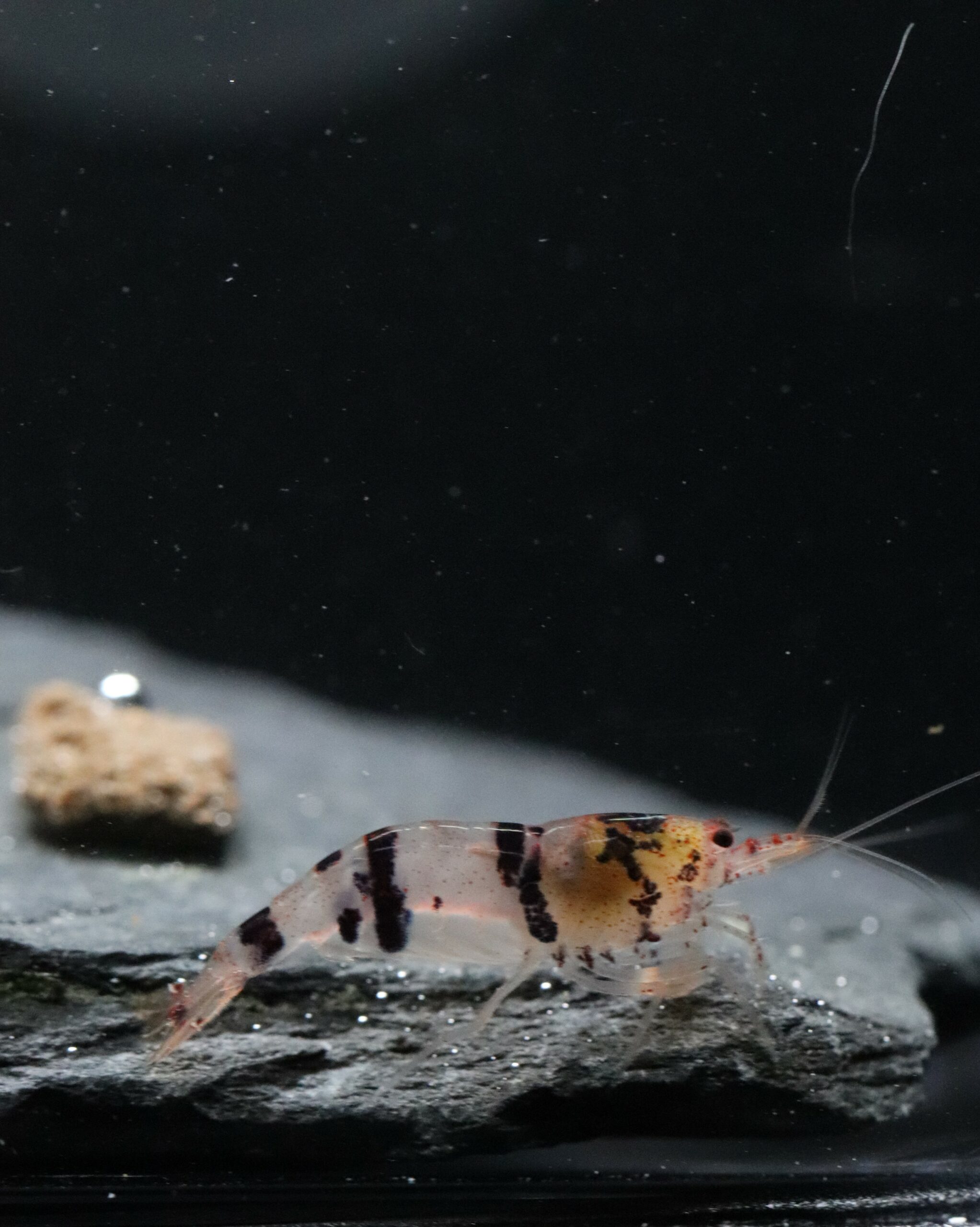 Raccoon Tiger – Image 2