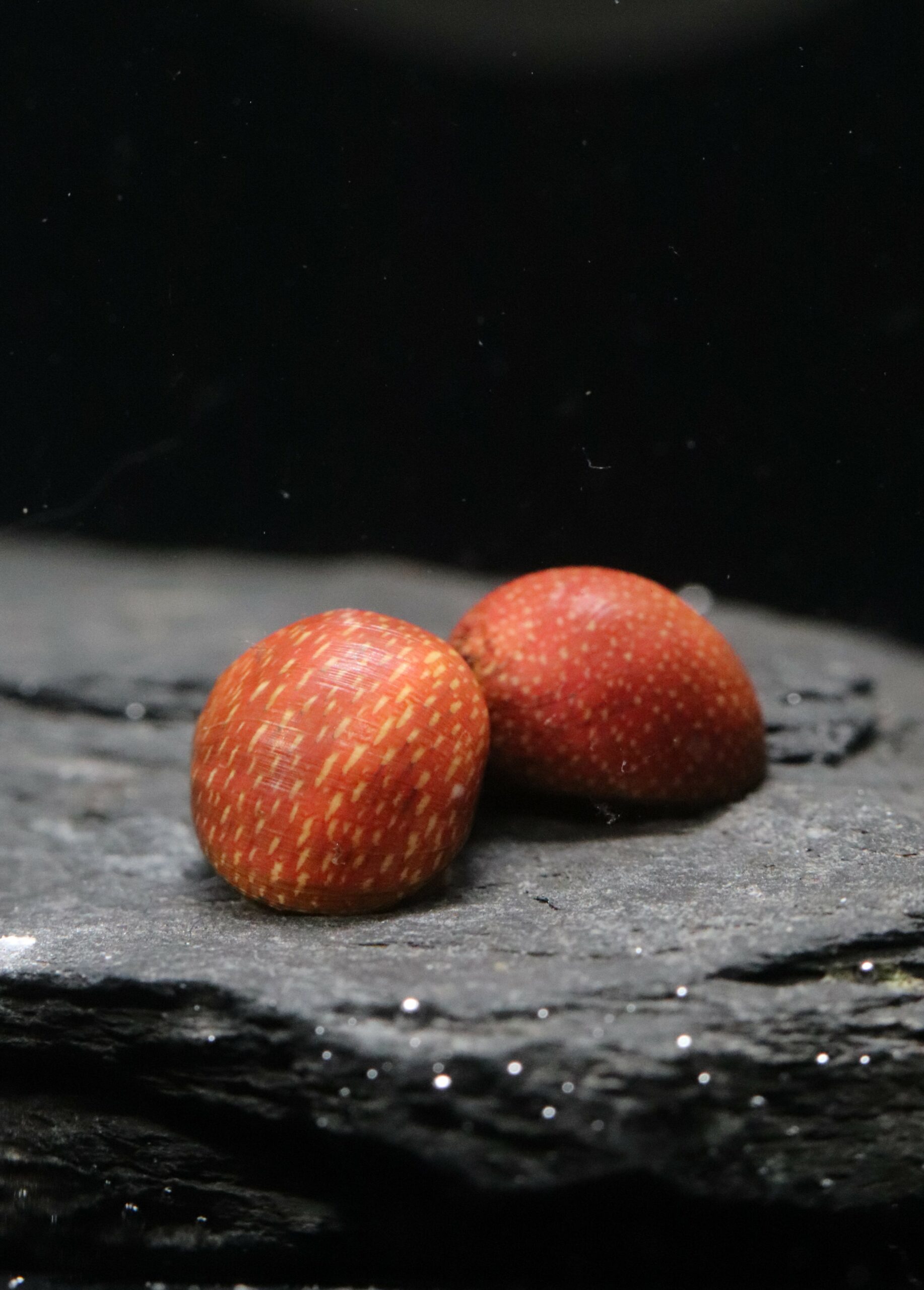 Clithon Sowerbyana Pink Lady (Taille S)