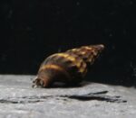 Escargot Mangeur D'Escargot - Clea Helena