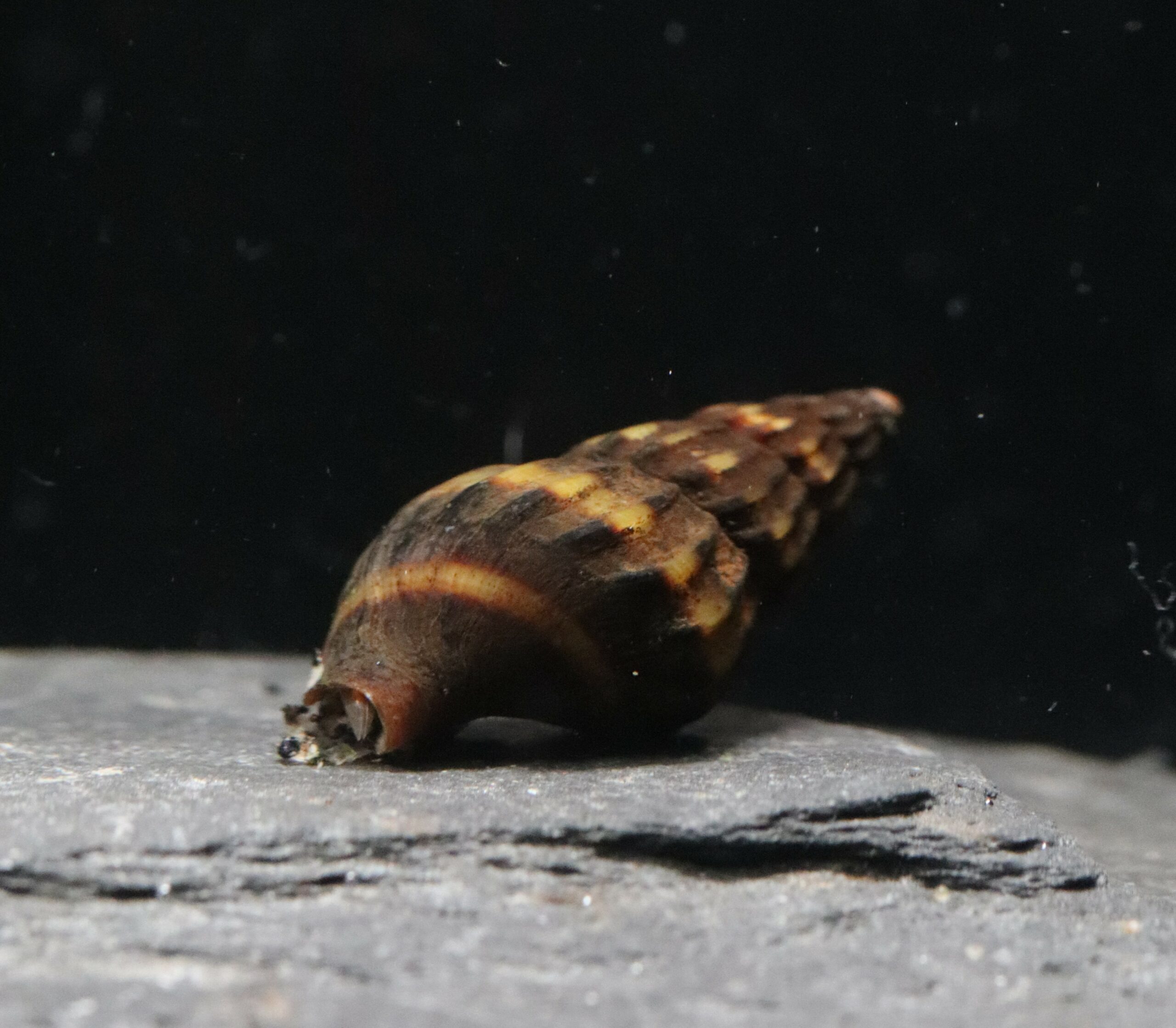 Escargot Mangeur D'Escargot - Clea Helena