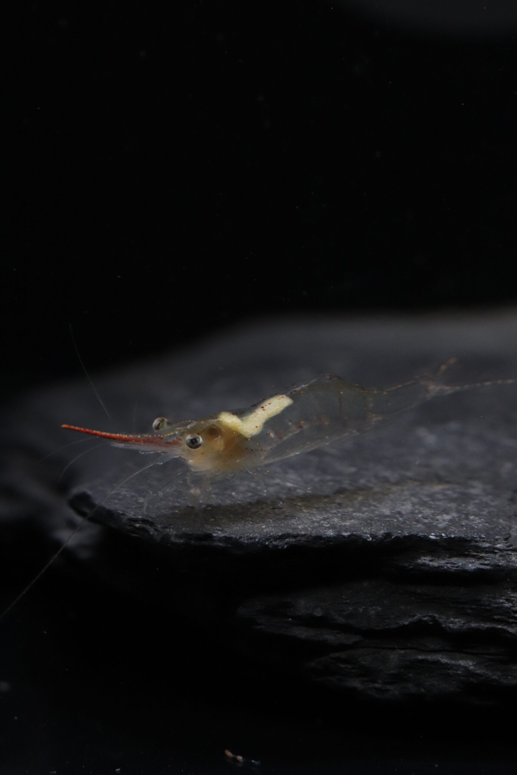 Caridina Gracilirostris - Crevette Pinocchio – Image 3