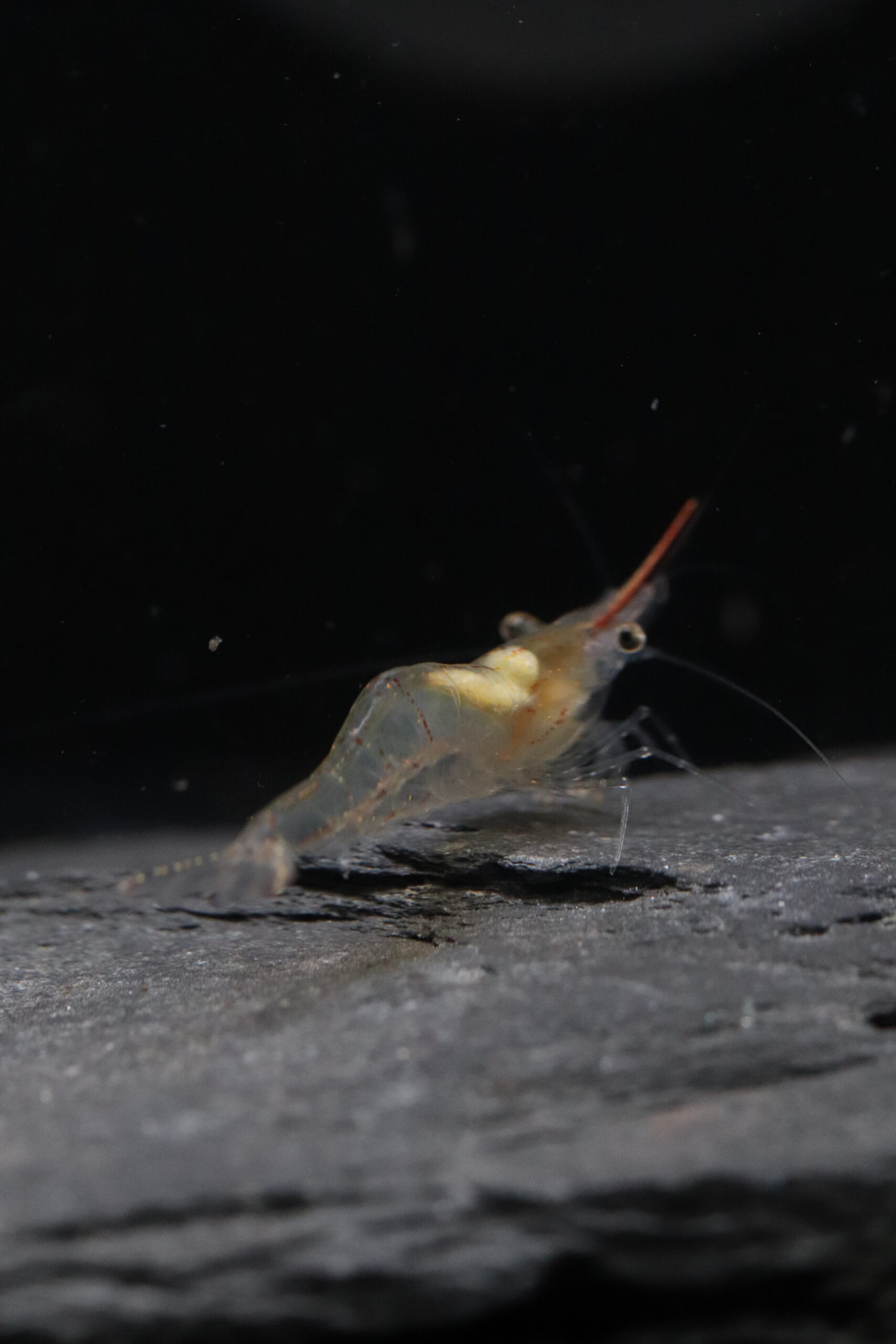 Caridina Gracilirostris - Crevette Pinocchio – Image 2