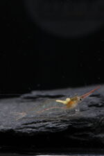 Caridina Gracilirostris - Crevette Pinocchio