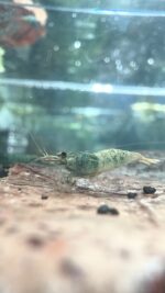 Lot 5x blue bolt déclassé