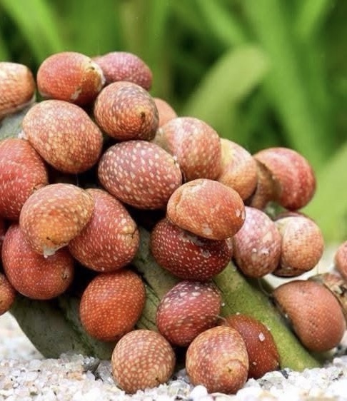 Clithon Sowerbyana Pink Lady (Taille S) – Image 2