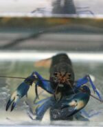 Cherax Blue Moon Snakeskin (L)