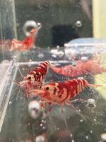 Lot 5x Caridina Fancy Tiger Red