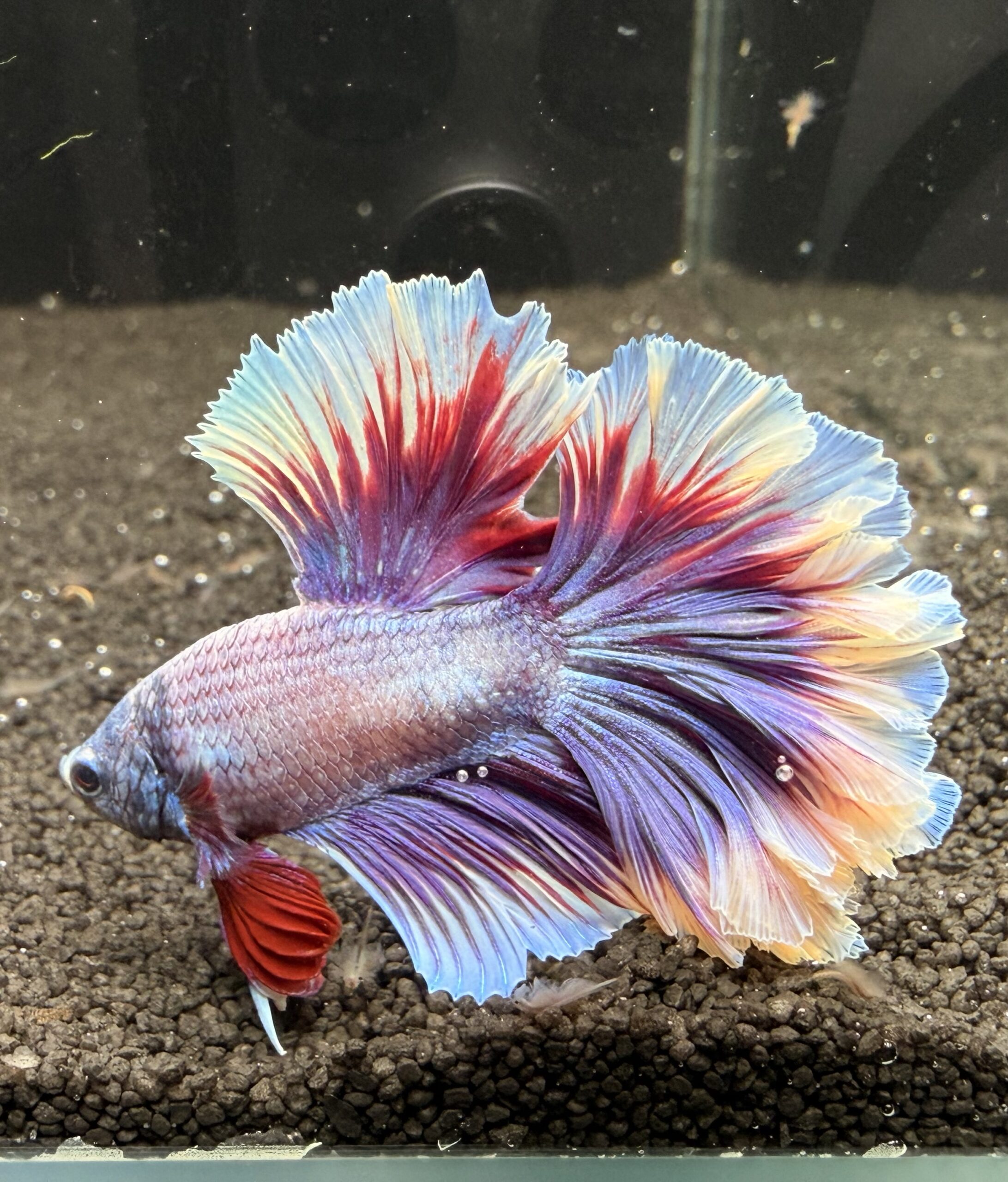 Betta - HalfMoon Butterfly (Mâle)