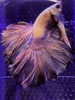 Betta - HalfMoon Copper (Mâle)