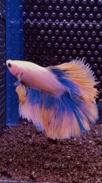 Betta - HalfMoon (Mâle)