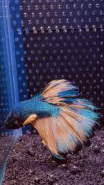 Betta - HalfMoon Mustard (Mâle)