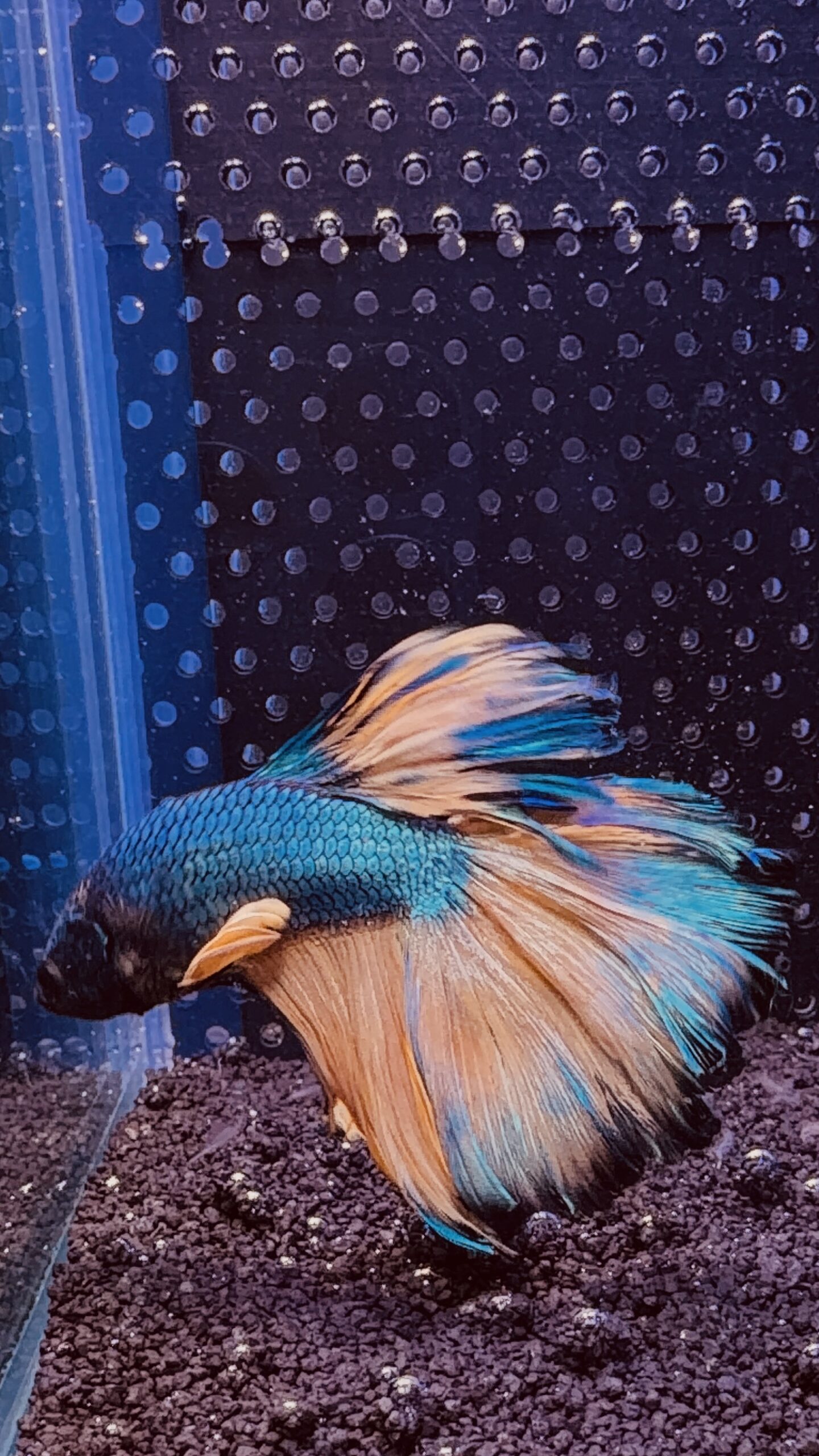Betta - HalfMoon Mustard (Mâle)
