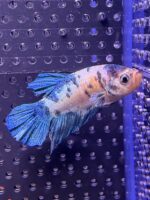 Betta - Plakat Marble Blue (Mâle)