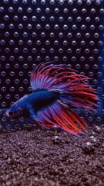 Betta - Crowntail Thai Flag (Mâle)