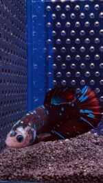 Betta - Plakat Avatar (Mâle)