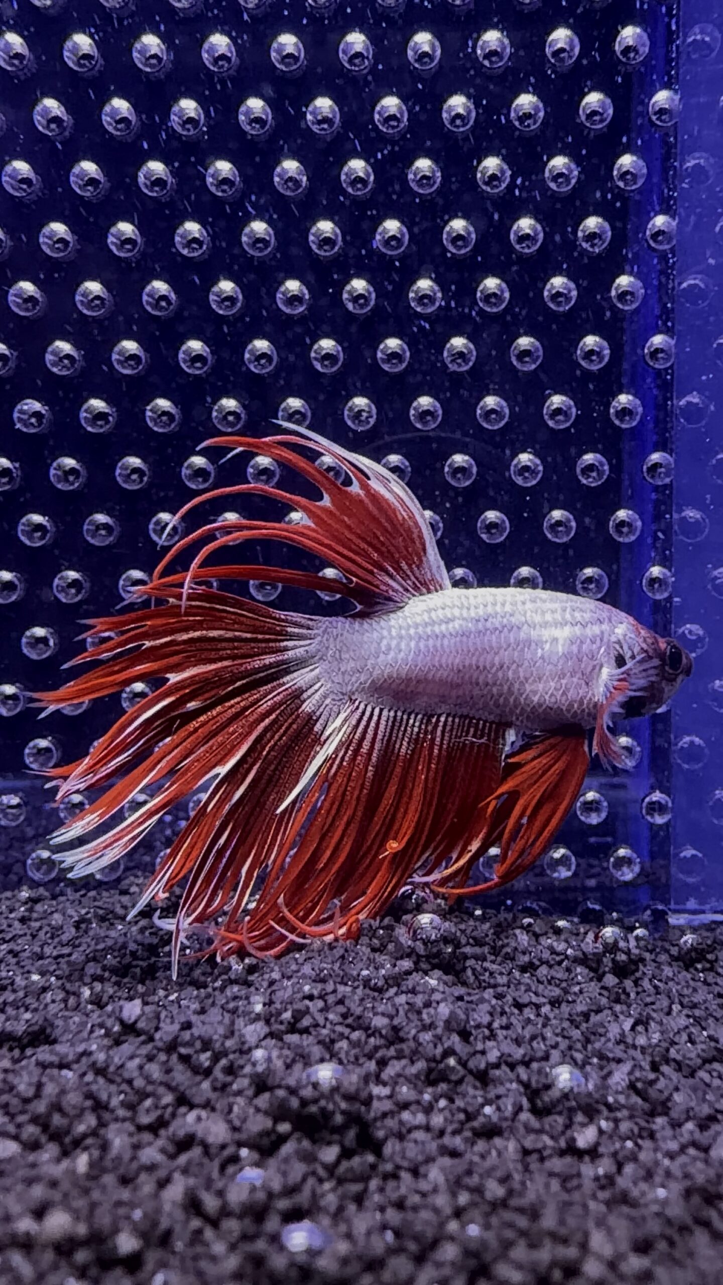 Betta - Crowntail Dragon (Mâle) – Image 2