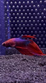 Betta - Splendens (Mâle)