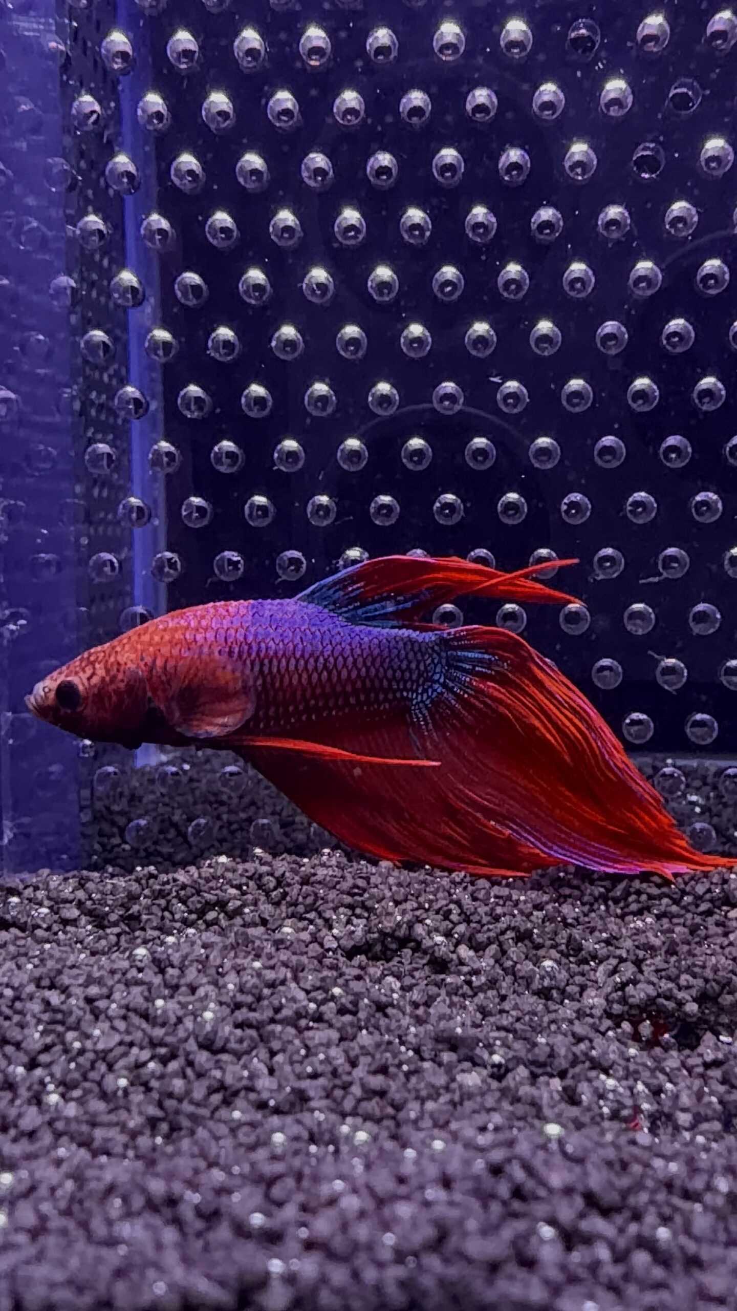 Betta - Splendens (Mâle)
