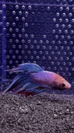 Betta - Splendens (Mâle)